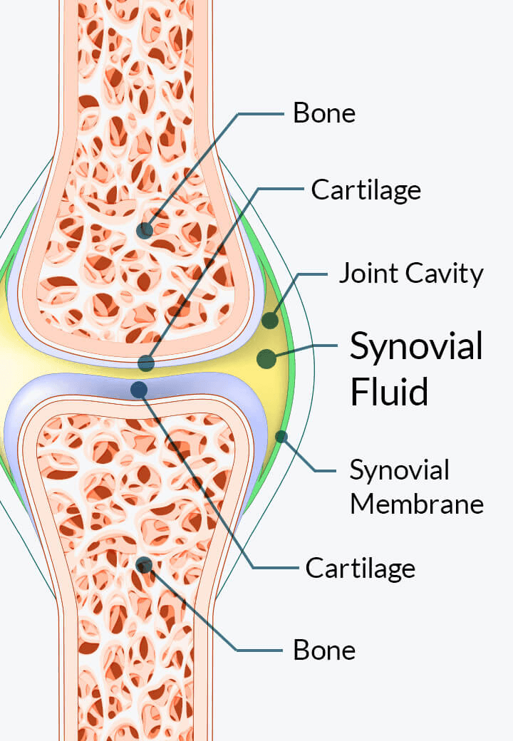 Educational illustration of synovial fluid, cartilage and the joint cavity
